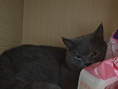 -瑞派康怡24h宠物医院·犬猫医疗中心·微创绝育(瑞景分院)