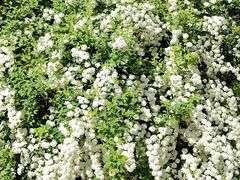 -渭河城市绿地运动公园