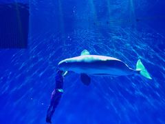 -芜湖新华联大白鲸海洋公园