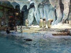 -帝企鹅自助餐厅•儿童岛•真企鹅(长隆企鹅酒店)