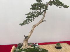 -重庆市江北嘴中央商务区中央公园