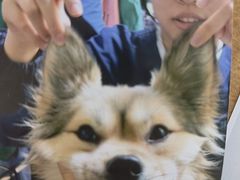 -谐和益家动物医院·免疫绝育·血液透析·宠保定点医院(高新伊藤分院)
