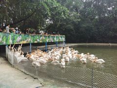 -广州长隆飞鸟乐园