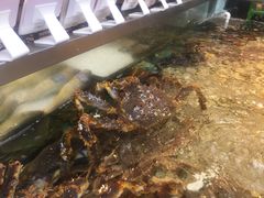 帝王蟹-盒马鲜生(宝地店)