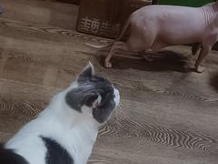 -MOCHA明星猫咖(田子坊店)