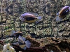 -上海海洋水族馆