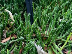 -墨尔本皇家植物园