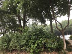 -乌镇西栅景区·1号停车场