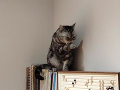 -有猫主题·治愈系猫咖(曾厝垵店)