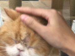 -喵园·猫主题咖啡厅·撸猫·猫咖(国贸店)