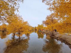 -金塔沙漠胡杨林景区