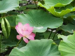 -天津东丽湖风景区