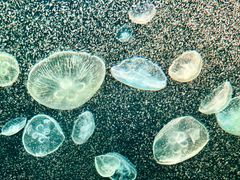 -太平洋海底世界