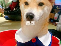 -逗柴咖啡屋·狗咖猫咖宠物桌游
