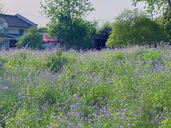 -合肥滨湖国家森林公园