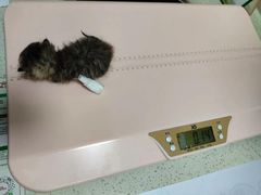 -伟伟宠物医院·瑞派猫友好医院·猫科(光谷店)