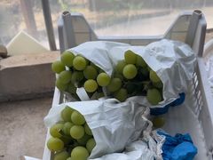 -马陆小张葡萄园农家乐