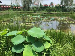 -同銮特种养殖场·龙虾垂钓