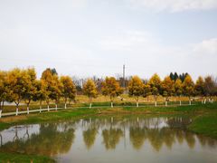 -紫颐香薰山谷景区