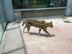 -西霞口神雕山野生动物世界