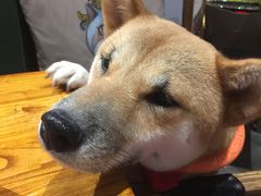 -more than meow吴止猫主题餐厅(承德 中船汇店)