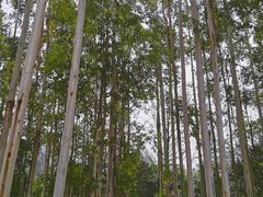 -桉树林A coffee 森林餐厅(三圣乡店)