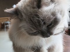 -豆逗聊愈猫阁Easy Life