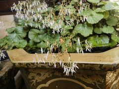 -月栖华明-云间草堂清茶馆(泗泾古镇店)