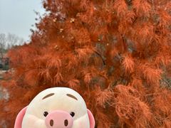 -上海海湾国家森林公园