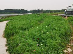 -海珠湖公园