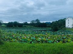 -福建鲤鱼洲酒店