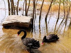 -永定河休闲森林公园