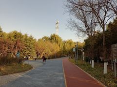 -大兴滨河森林公园