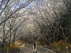 -樱花山风景区