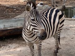 -清迈夜间动物园