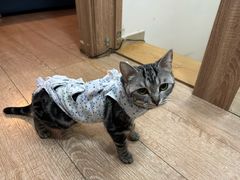 -喜多萌中农锦绣动物医院24H·猫科·牙科MRI·CT