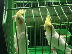 -波姐宠物家庭寄养