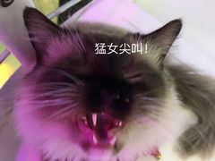 -极木²邸 人与宠物·互动社区