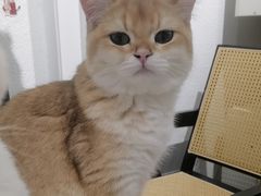-琪喵猫屋·撸猫猫咖·猫舍