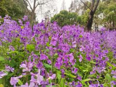 -上海滨江森林公园