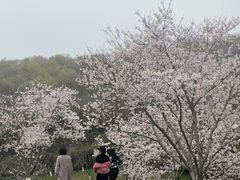 -羊山湖公园