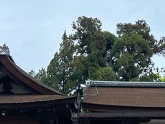 -奈良公园