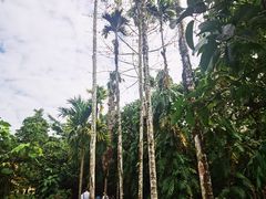 -海南槟榔谷黎苗文化旅游区