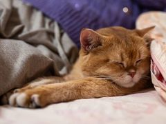 -瑞派动物医院·猫专科·至诚(江南中分院)