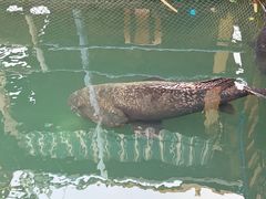 -蓝湾碧波·老字号·疍家非遗海上餐厅