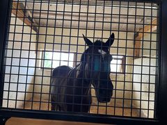 -北京群众马术培训基地