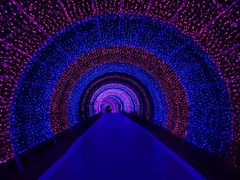 -大塘金香草谷