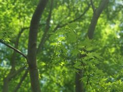 -上海滨江森林公园