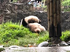 -都江堰中华大熊猫苑