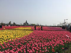 -荷兰花海